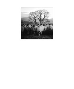 The Shepherd's Life 1st edition by James Rebanks ISBN 0385682840 9780385682848